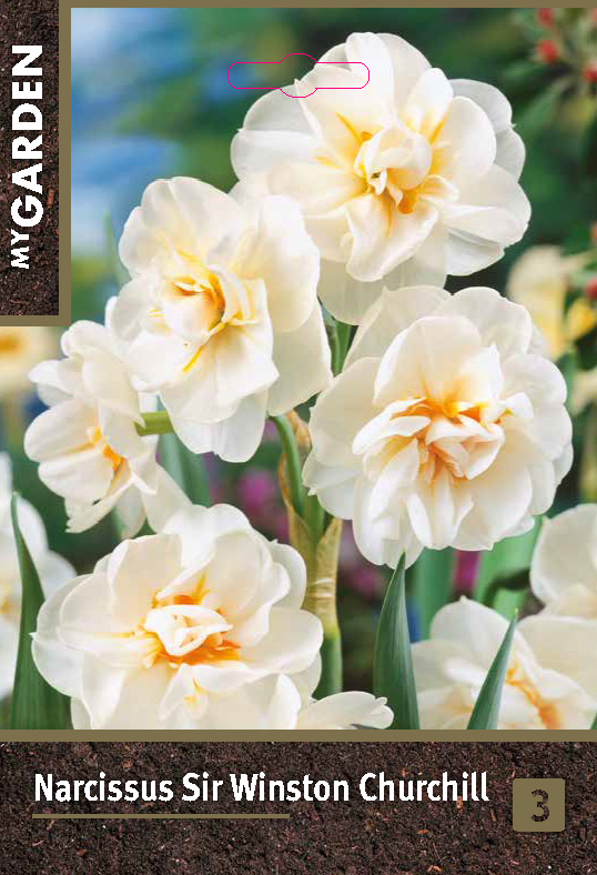 Нарцисс махровый Сэр Уинстон Черчилль